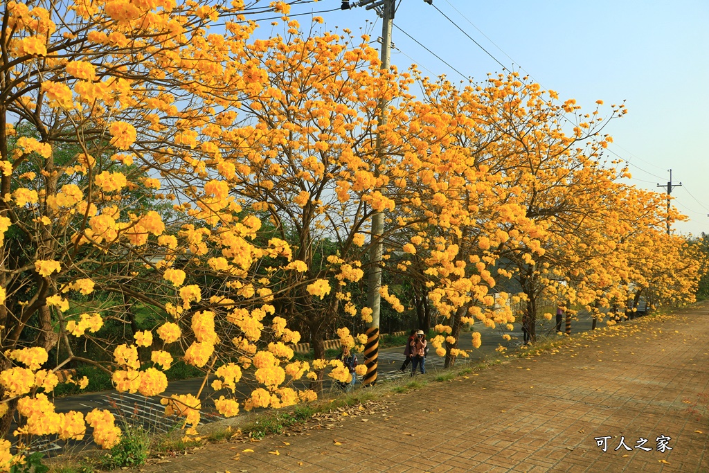 台林堤防黃花風鈴木