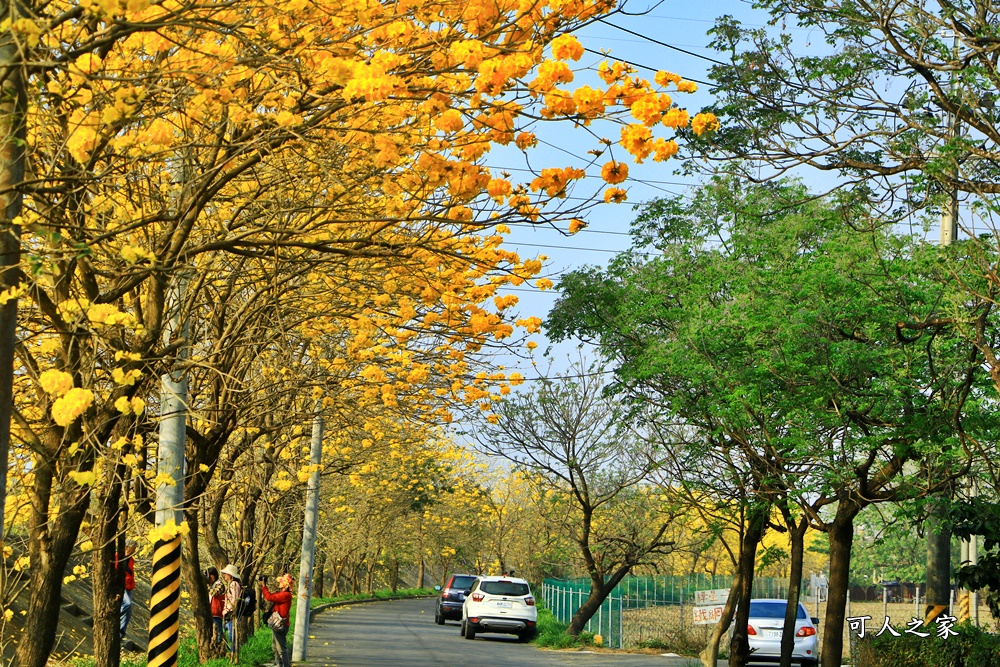 台林堤防黃花風鈴木