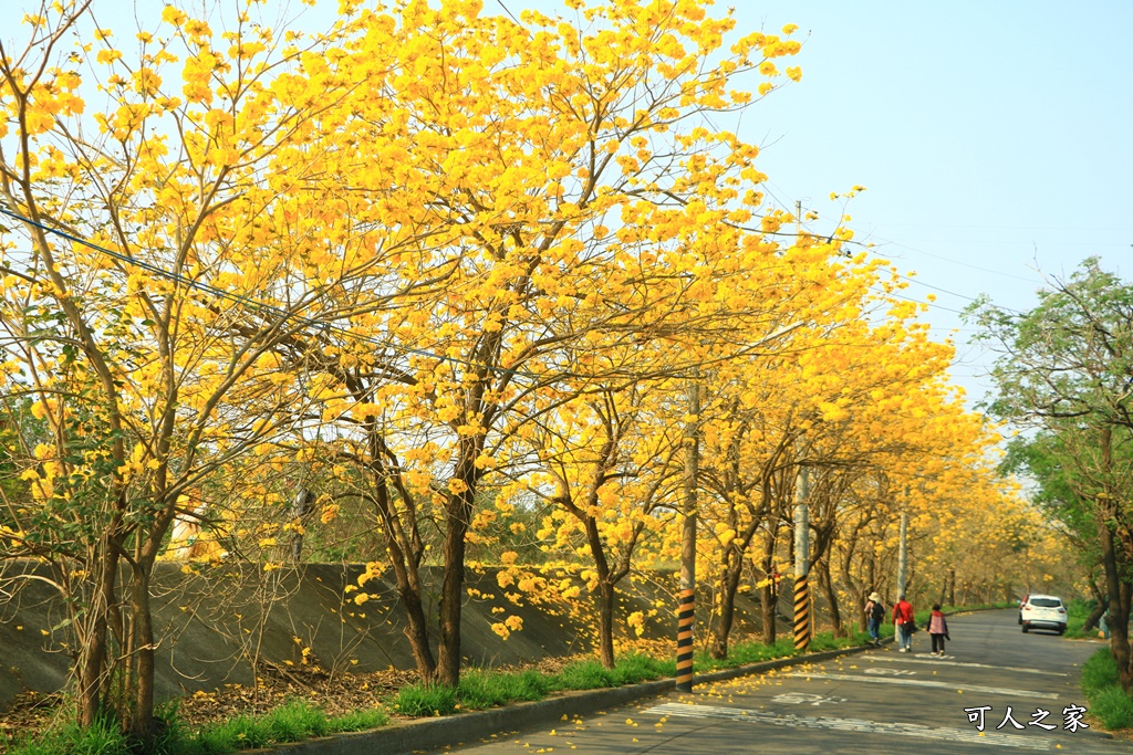 台林堤防黃花風鈴木