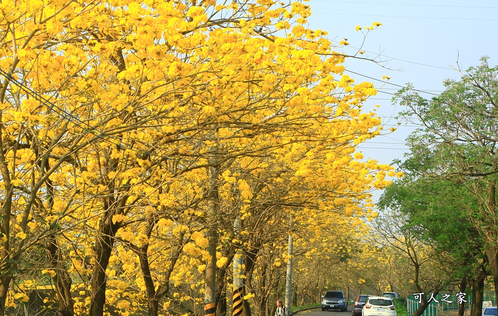 台林堤防黃花風鈴木