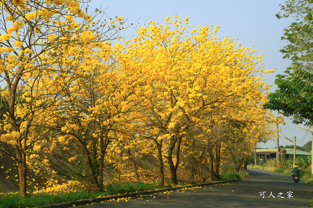 台林堤防黃花風鈴木