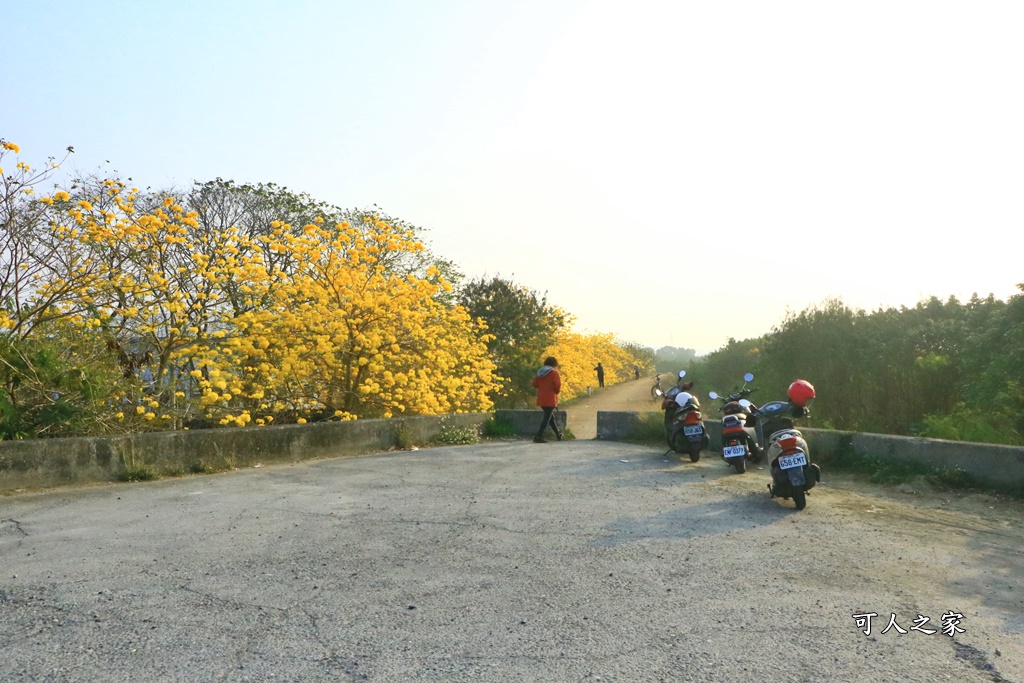 台林堤防黃花風鈴木