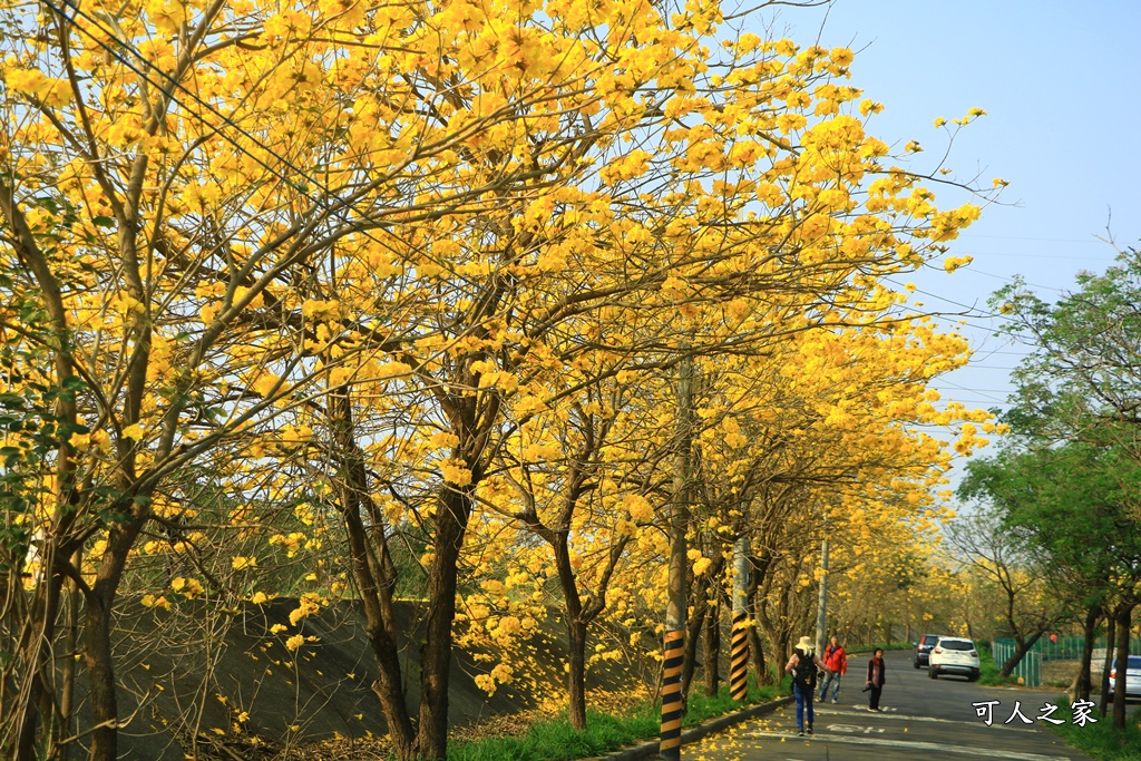 台林堤防黃花風鈴木