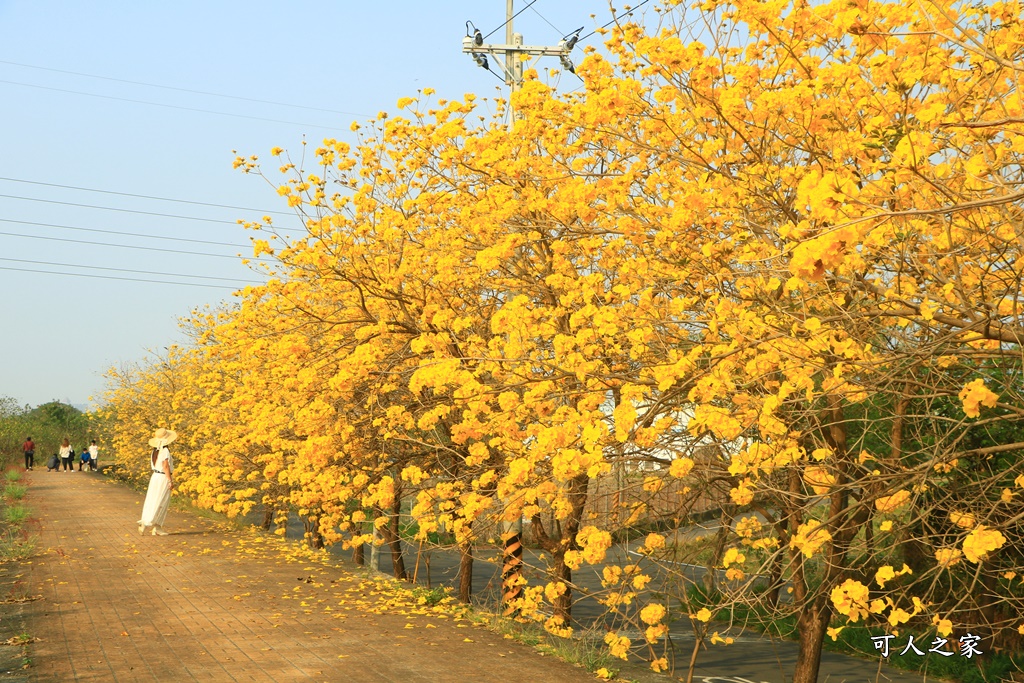 台林堤防黃花風鈴木