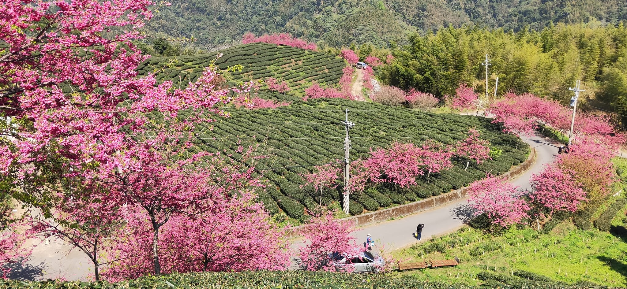 2021八卦茶園櫻花