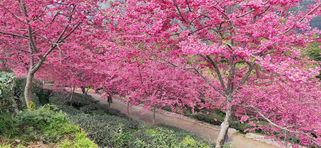 2021八卦茶園櫻花