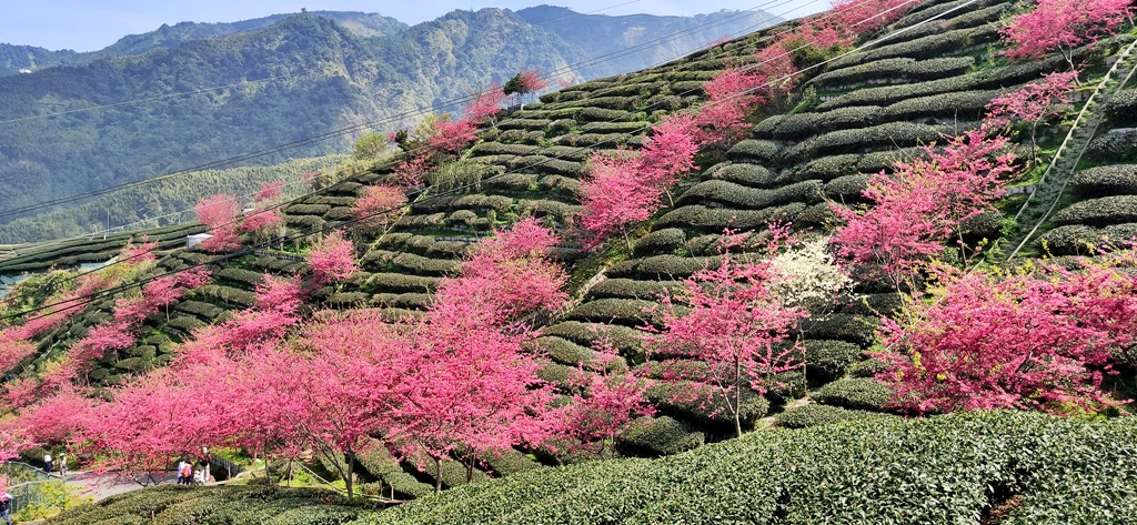 2021八卦茶園櫻花