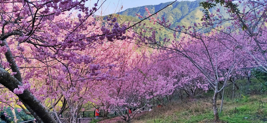 2021八卦茶園櫻花