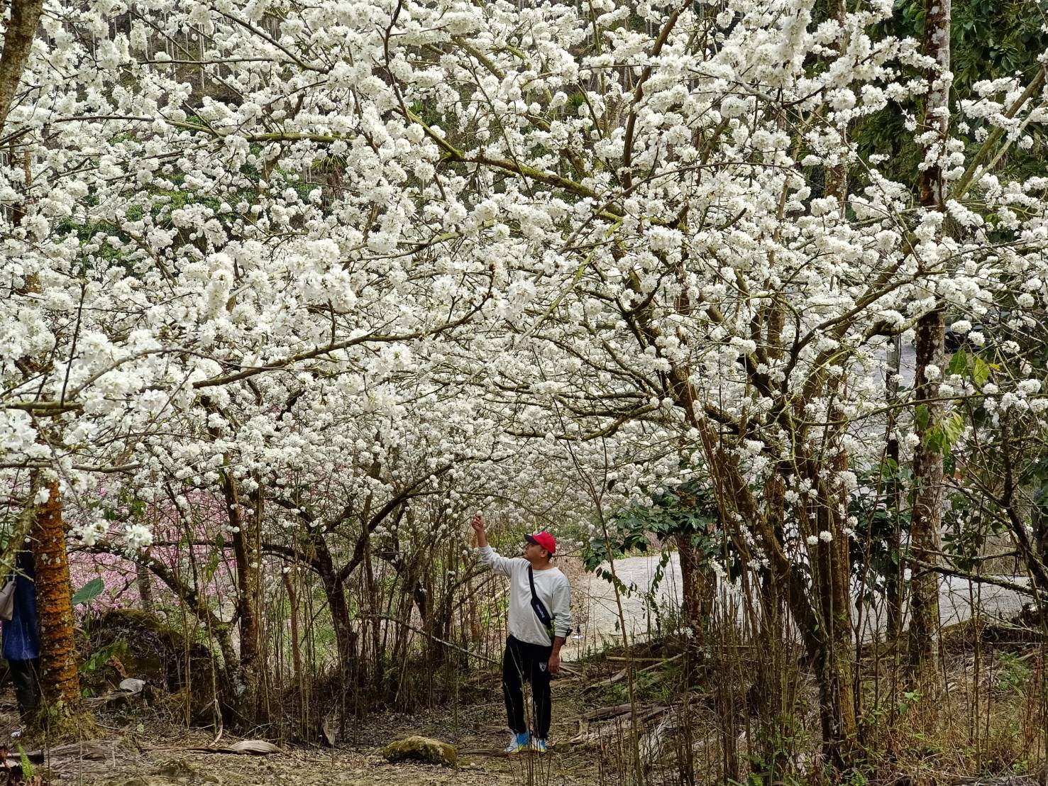 青山坪咖啡農場