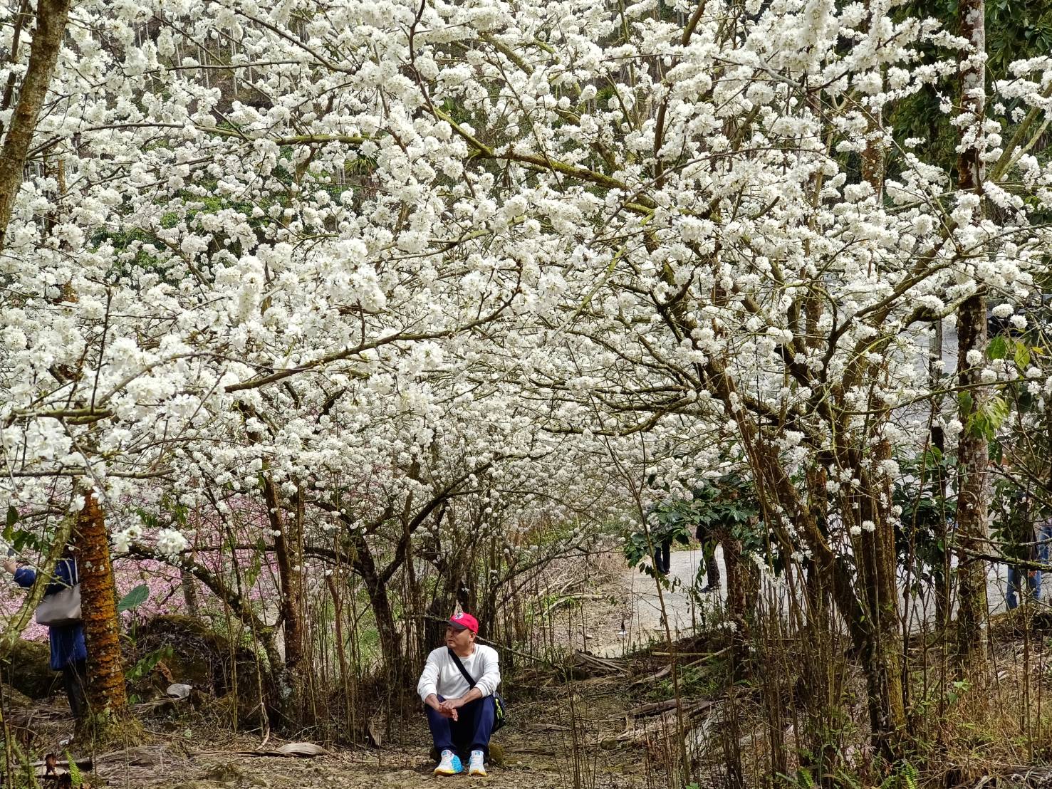 青山坪咖啡農場