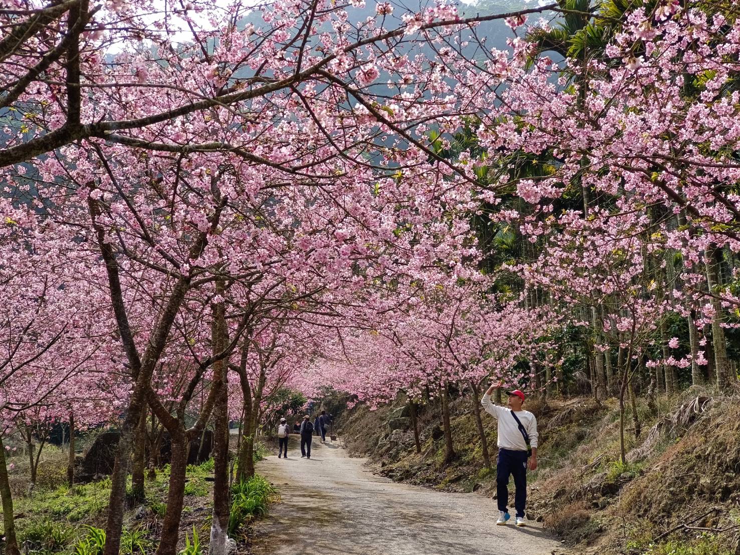 青山坪咖啡農場