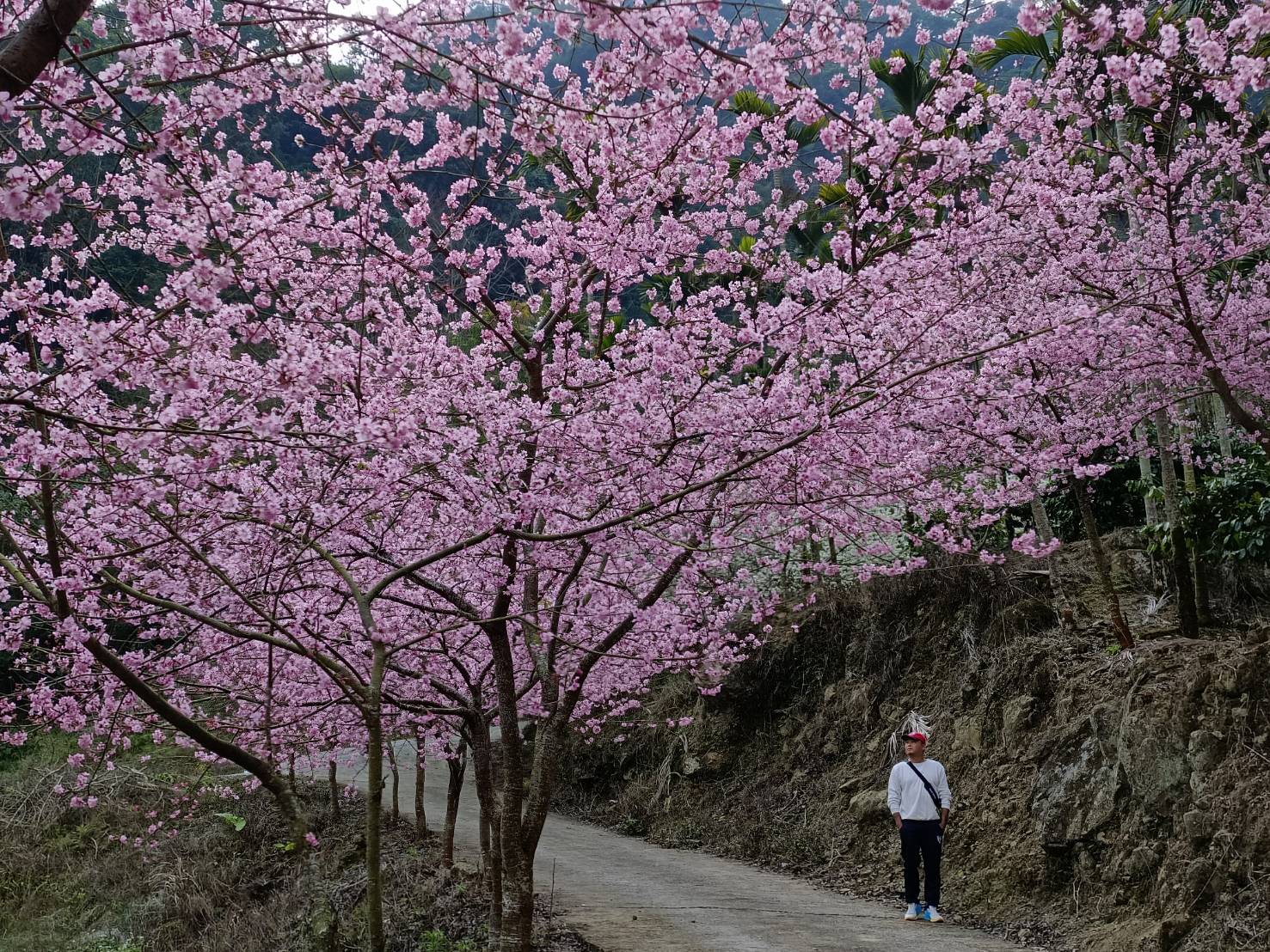 青山坪咖啡農場