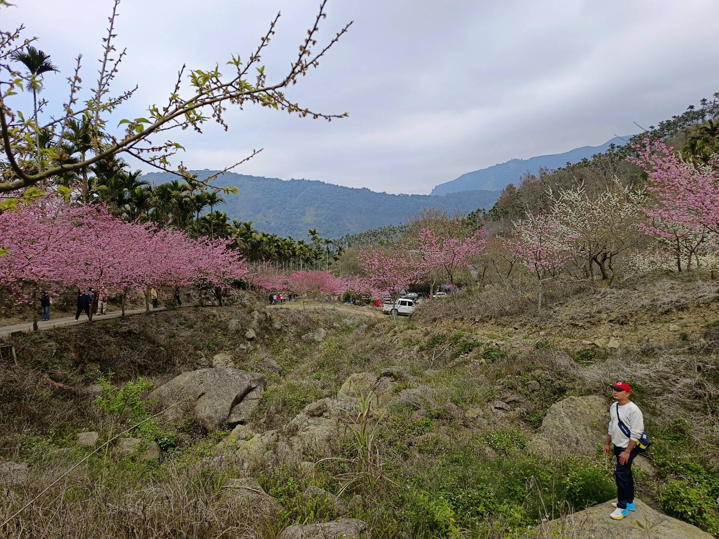 青山坪咖啡農場