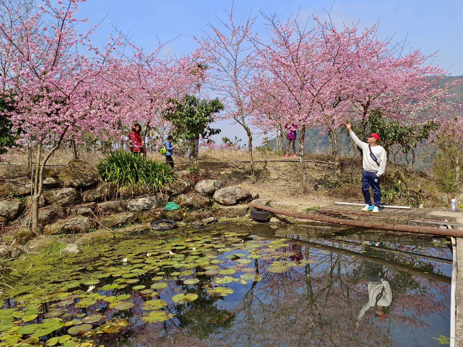 青山坪咖啡農場