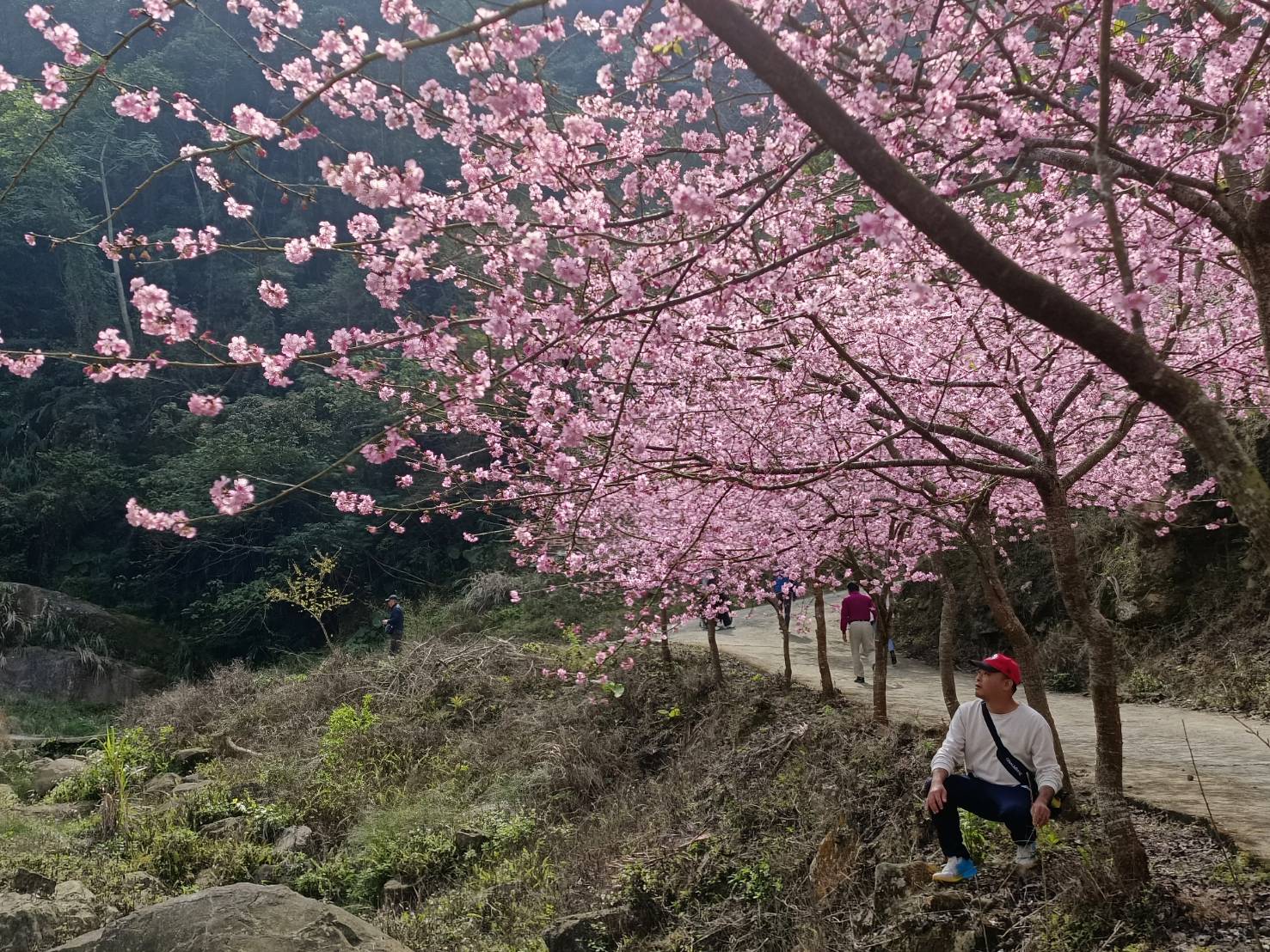 青山坪咖啡農場