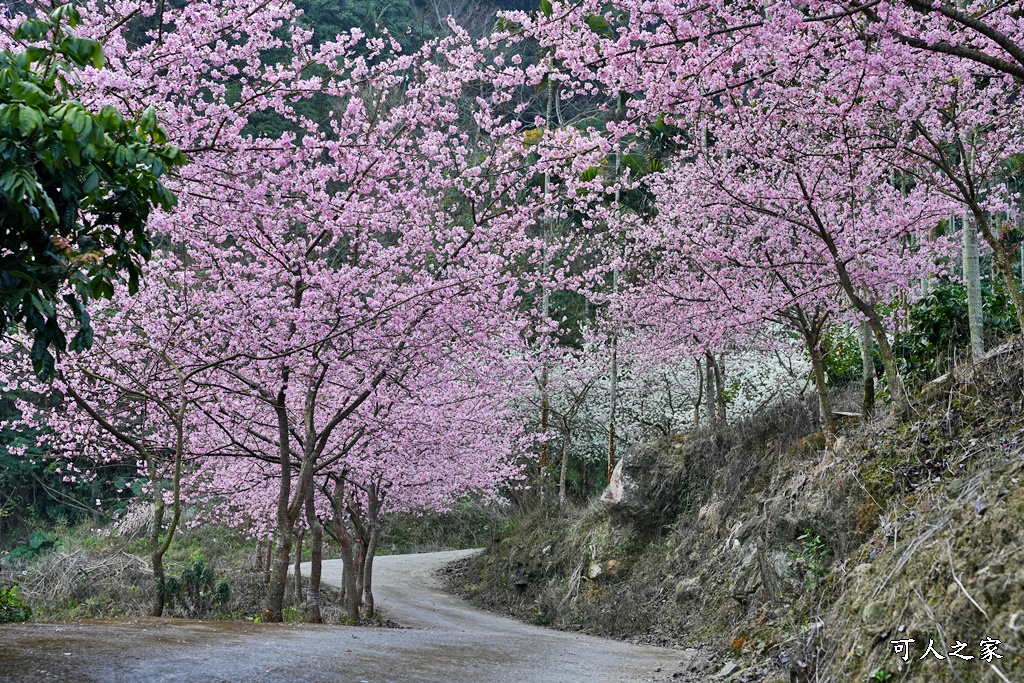 青山坪咖啡農場