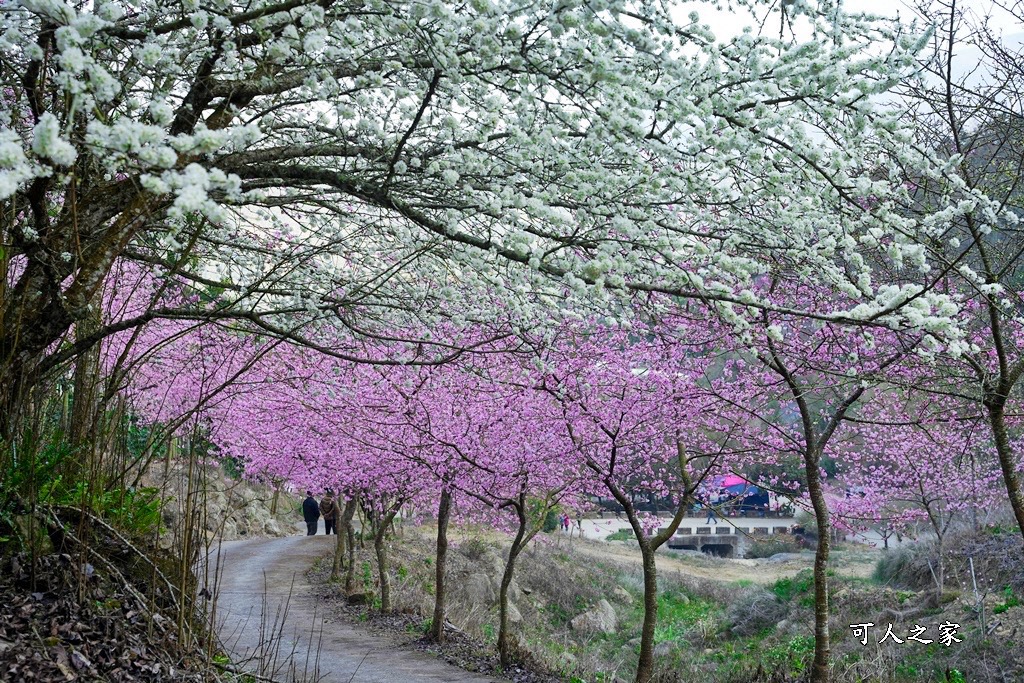 青山坪咖啡農場