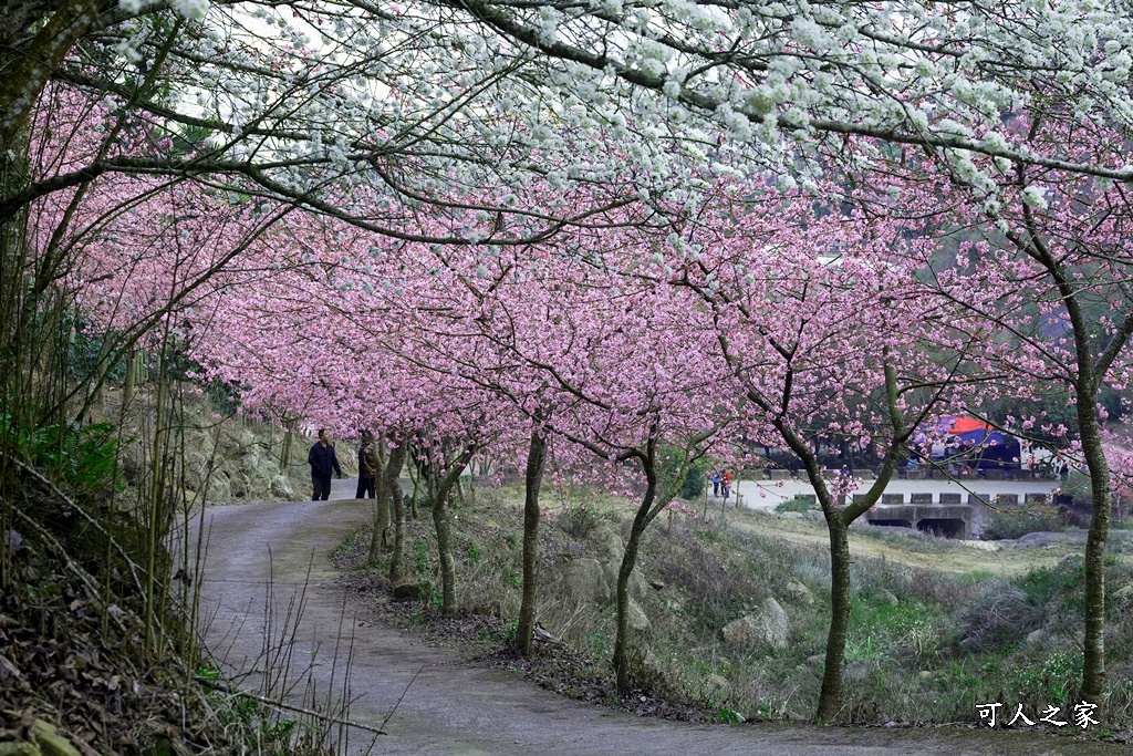 青山坪咖啡農場