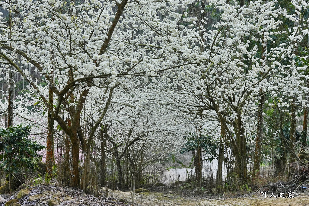 青山坪咖啡農場