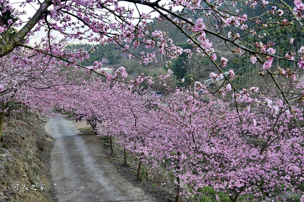 青山坪咖啡農場