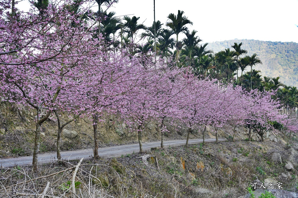 青山坪咖啡農場