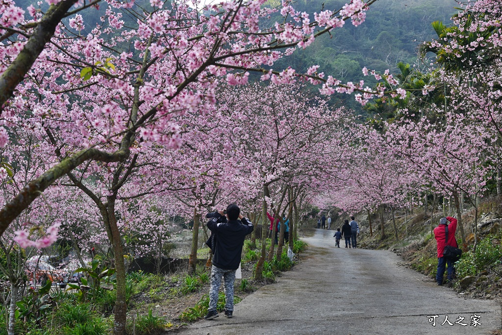 青山坪咖啡農場