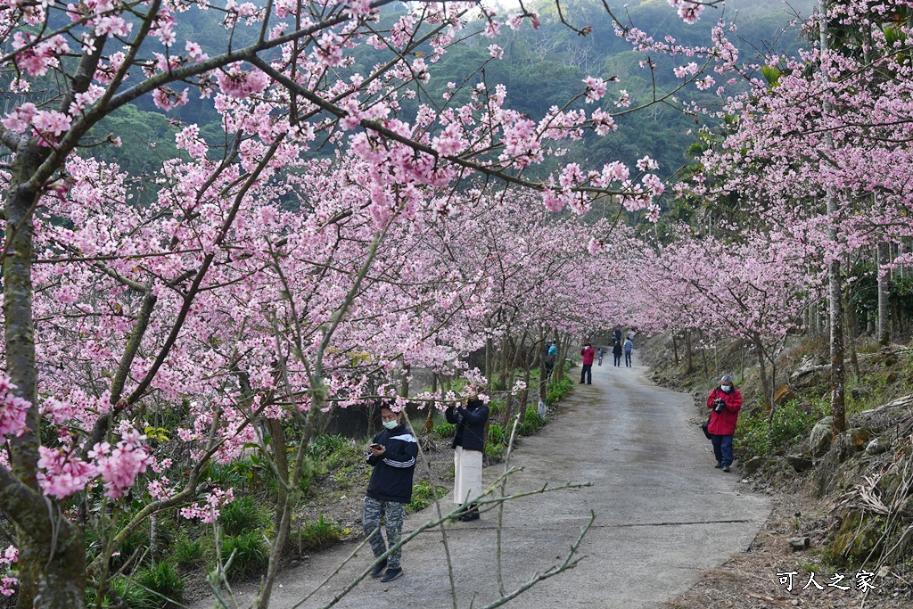 青山坪咖啡農場