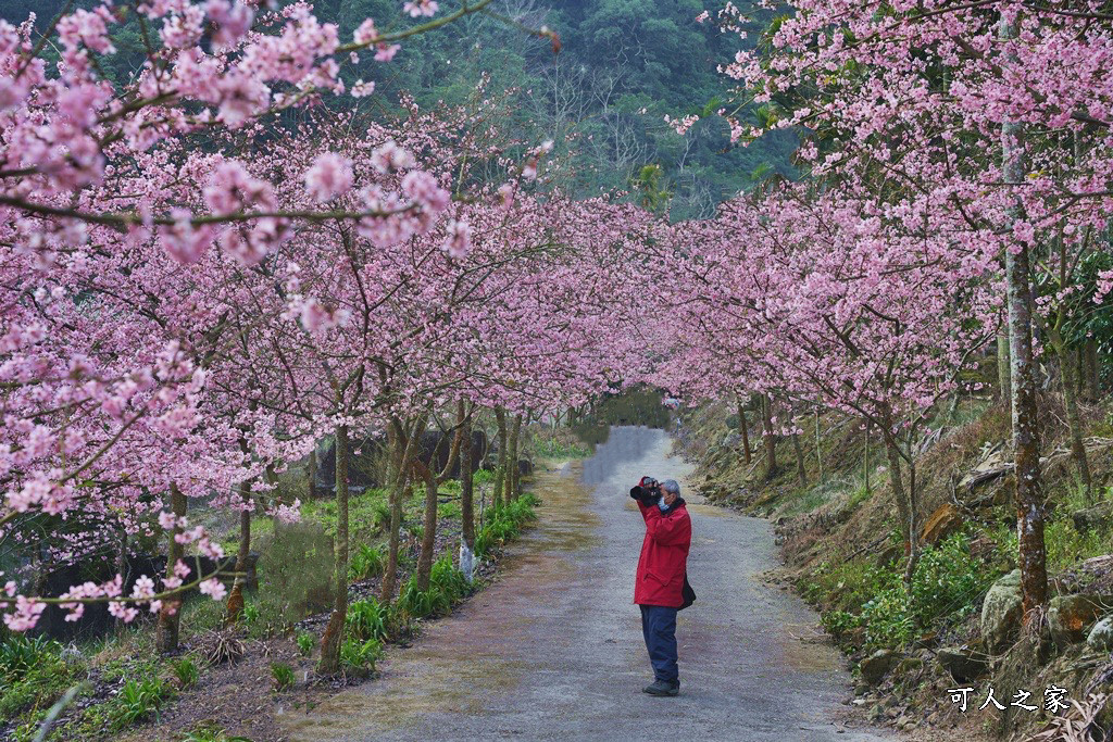 青山坪咖啡農場