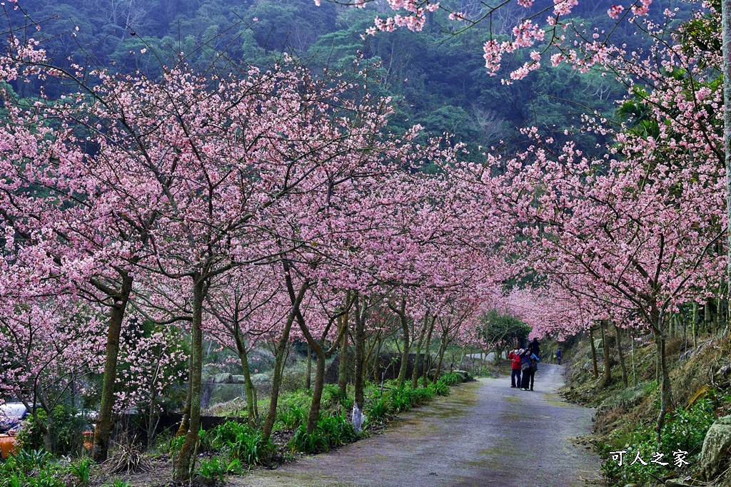 青山坪咖啡農場