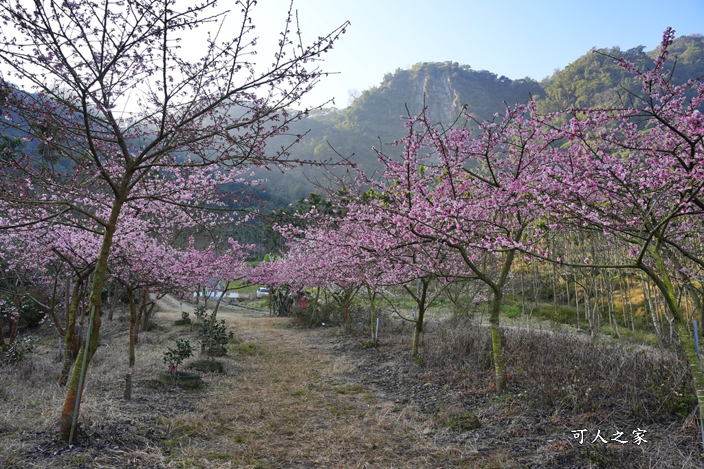 青山坪咖啡農場