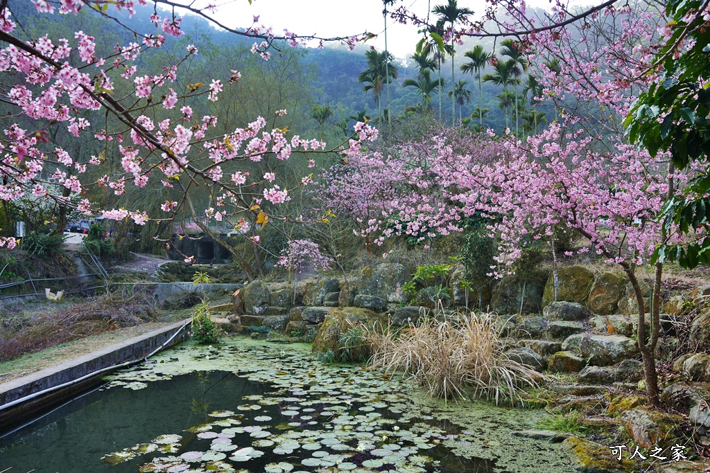 青山坪咖啡農場