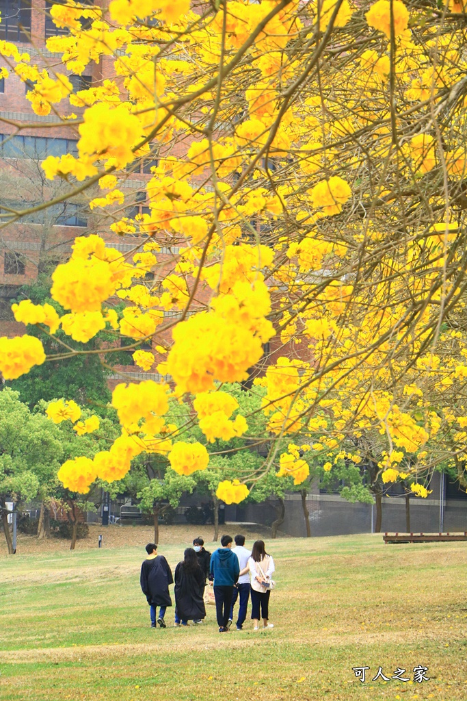 中正大學黃花風鈴木