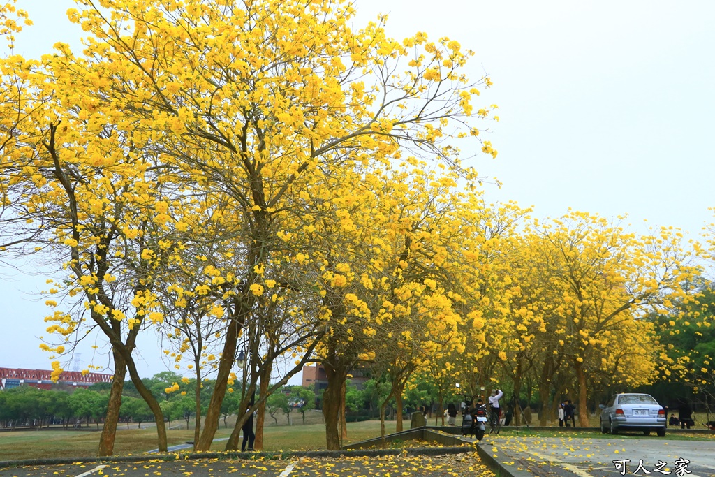 中正大學黃花風鈴木