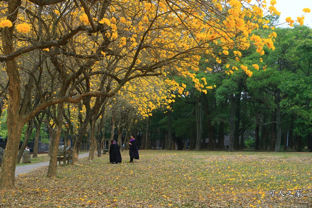 中正大學黃花風鈴木