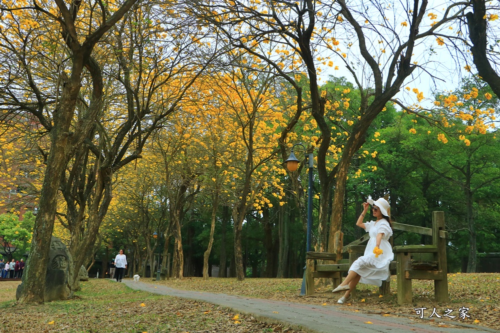 中正大學黃花風鈴木