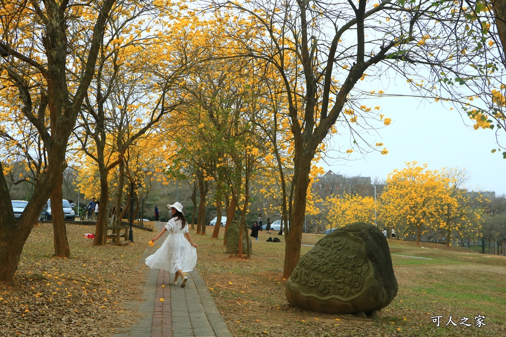 中正大學黃花風鈴木