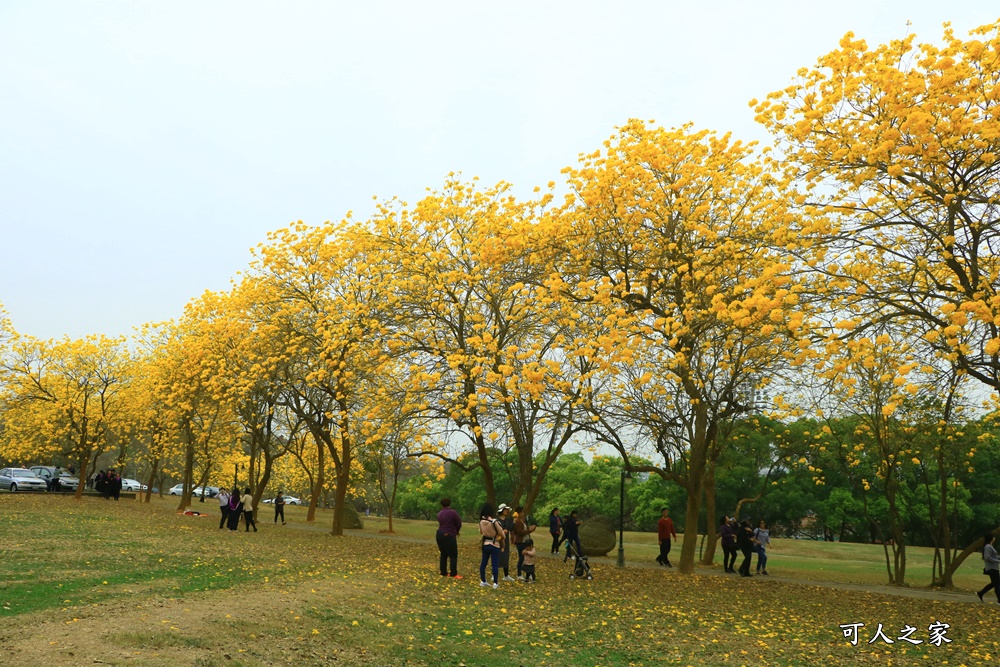 中正大學黃花風鈴木