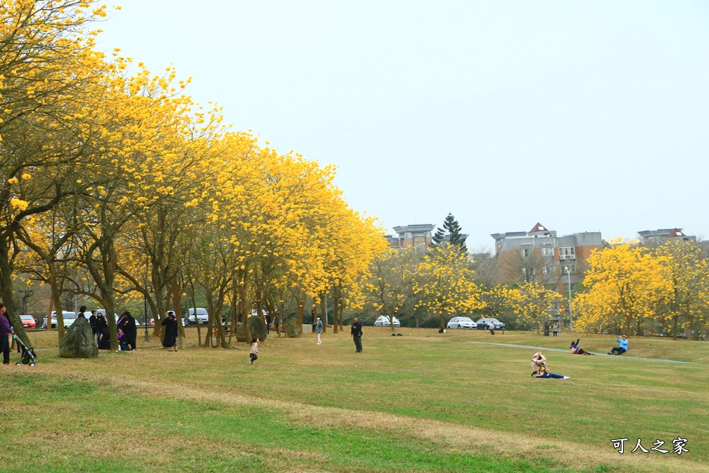 中正大學黃花風鈴木