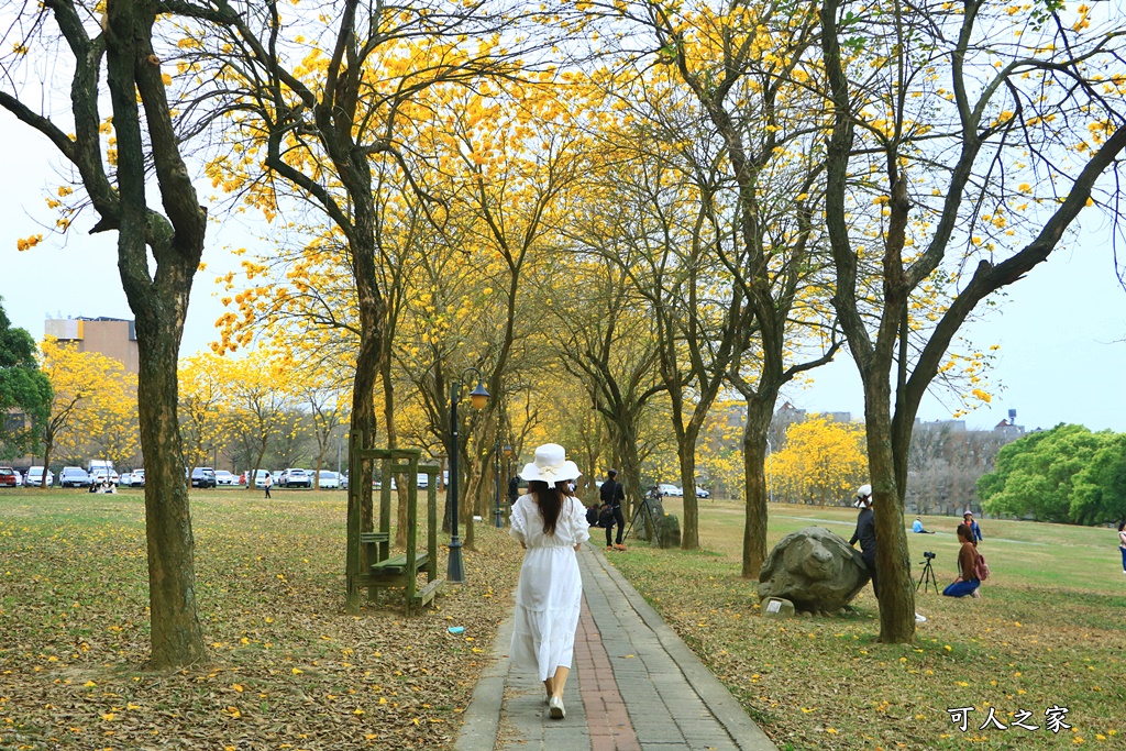 中正大學黃花風鈴木