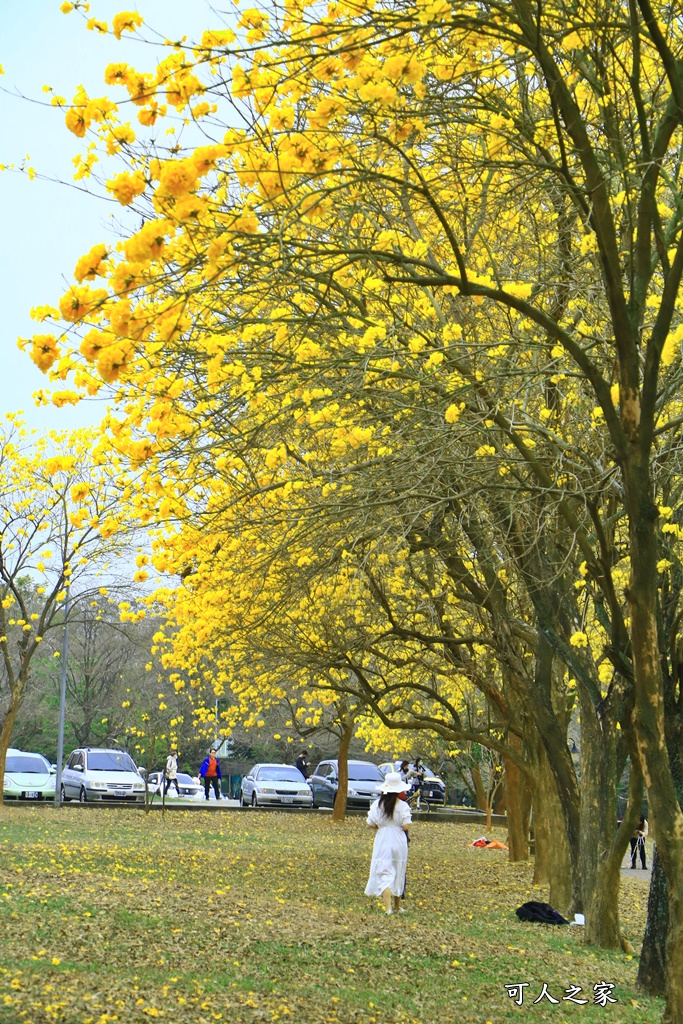 中正大學黃花風鈴木