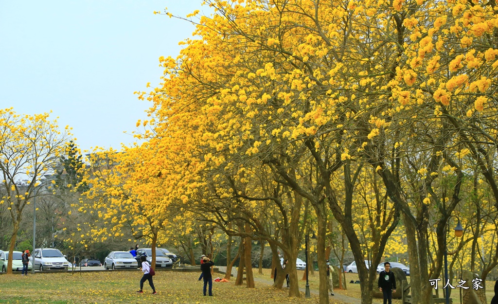 中正大學黃花風鈴木