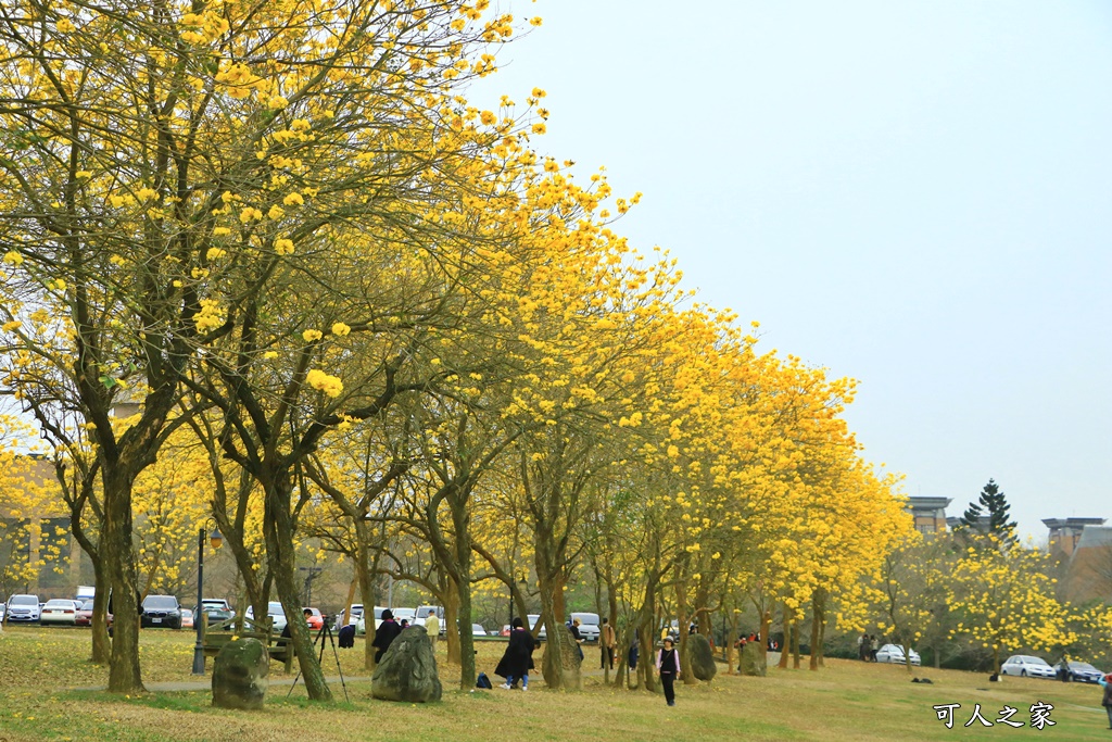 中正大學黃花風鈴木