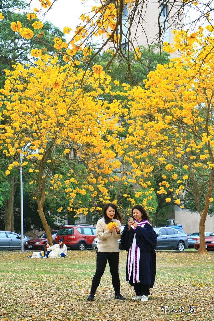 中正大學黃花風鈴木