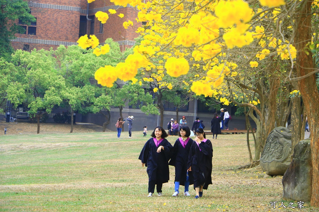 中正大學黃花風鈴木