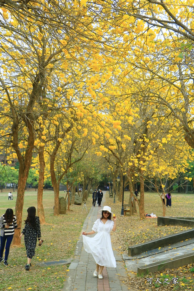 中正大學黃花風鈴木