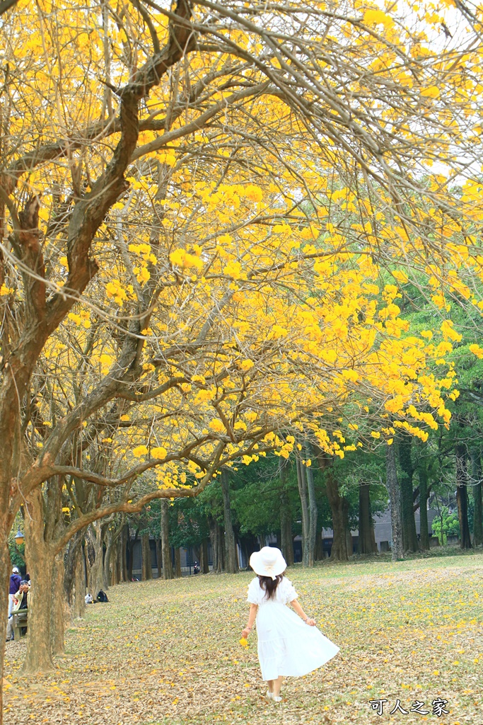 中正大學黃花風鈴木