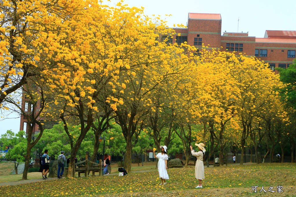 中正大學黃花風鈴木