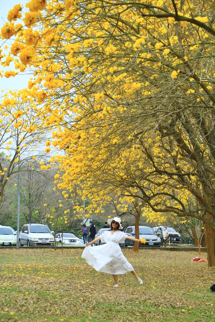 中正大學黃花風鈴木