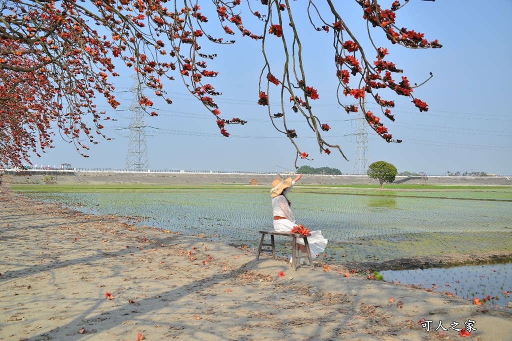 竹塘木棉花