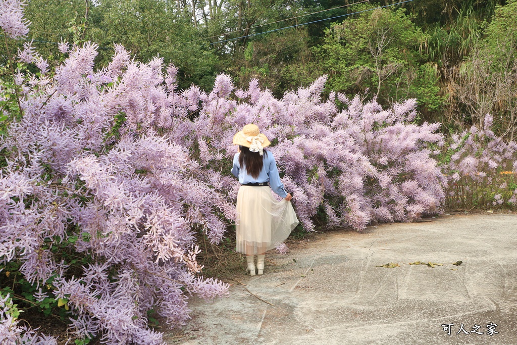 雲林古坑麝香木